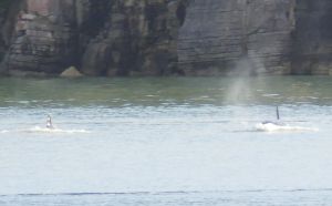 wednesday orcas 8
